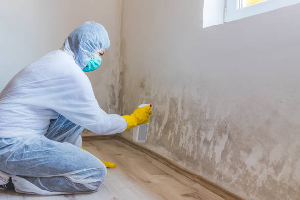 Licensed Mold Remediation service in Dunellen, NJ - 24 Hour Mold Removal